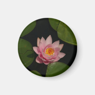 Aimant Nénuphar Lotus rose