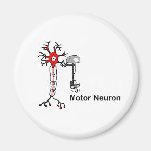 Aimant Neuron moteur