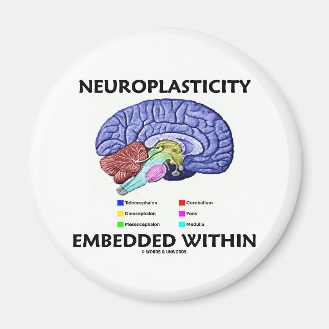 Aimant Neuroplasticité intégrée (Anatomie du cerveau) (Devant)