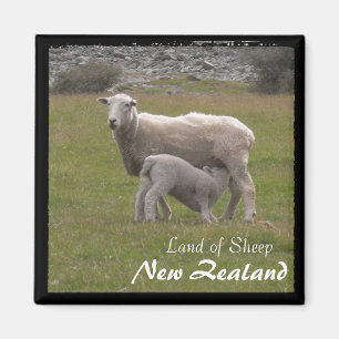 Aimant New Zealand, Lamb feeding No.2 (Magnet)
