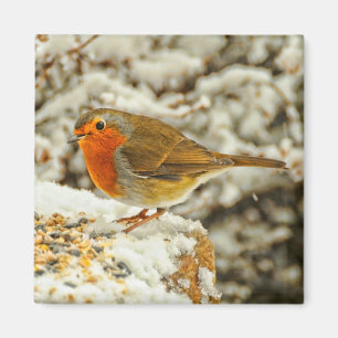 Aimant Noël Robin dans la neige en Ecosse