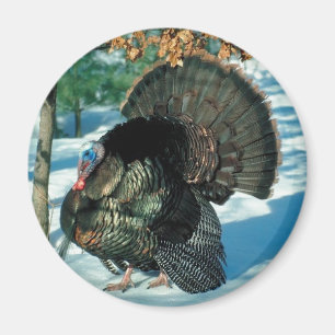 Aimant Noël Turquie Thanksgiving Oiseau hiver Faune