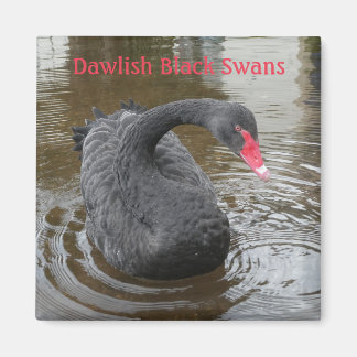 Aimant Noir de Dawlish