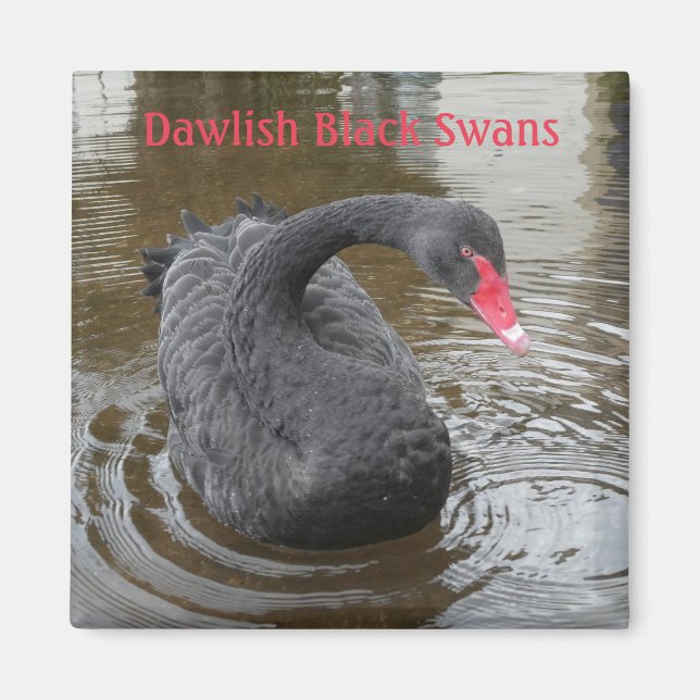 Aimant Noir de Dawlish (Devant)
