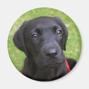 Aimant noir de Labrador