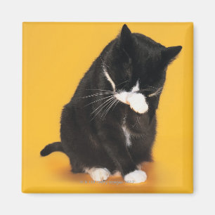 Aimant Noir et blanc Cat visage de nettoyage avec patte