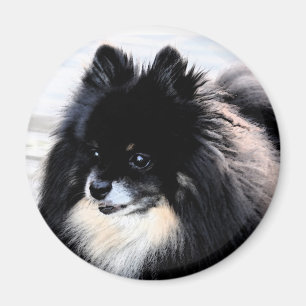 Aimant noir et bronzage de Pomeranian