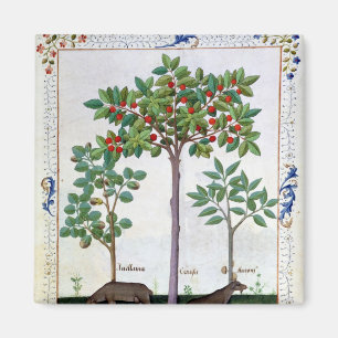 Aimant Noisette Bush et cerisier