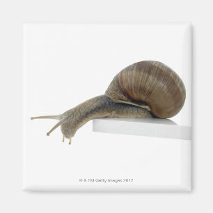 Aimant Normalsnail