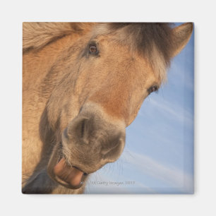 Aimant Northumberland, Angleterre 2