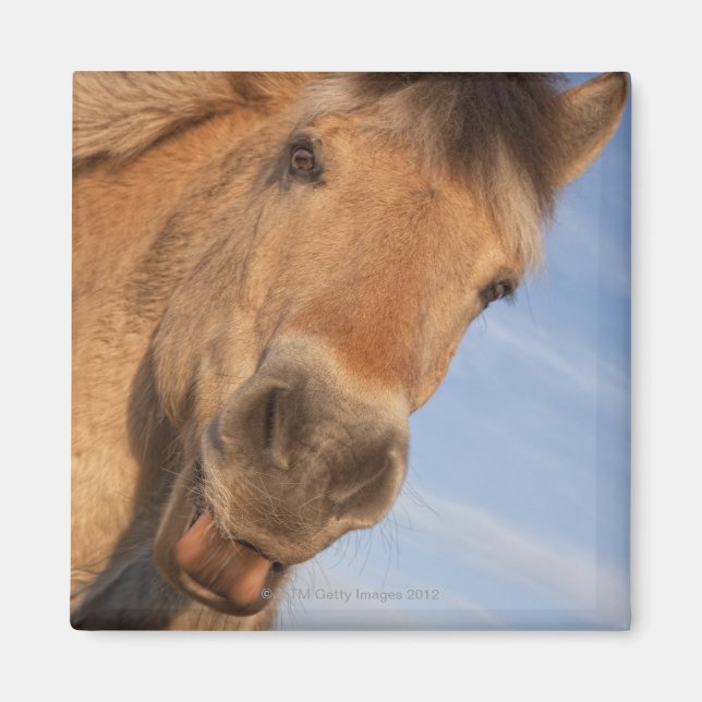 Aimant Northumberland, Angleterre 2 (Devant)