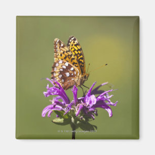 Aimant nouveau-mexique, états-unis d'amérique