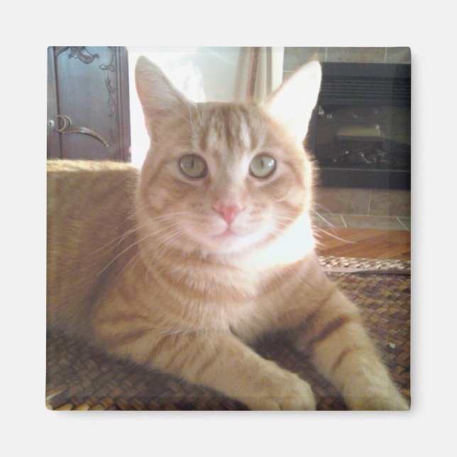 Aimant Nubby le chat (Devant)