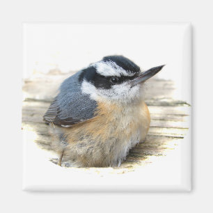 Aimant Nuthatch à poitrine rouge