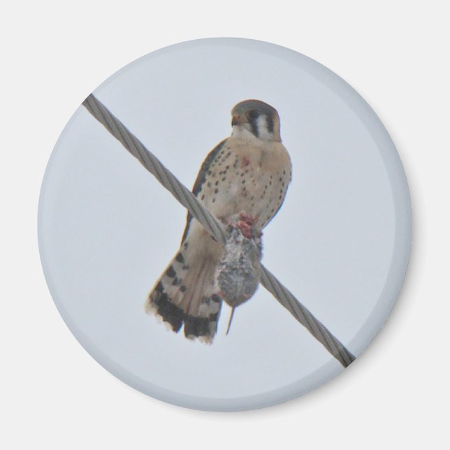 Aimant Objets de Kestrel Américain (Falco sparverius) (Devant)