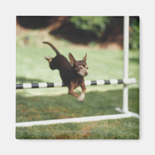 Aimant Obstacle sautant de chiwawa