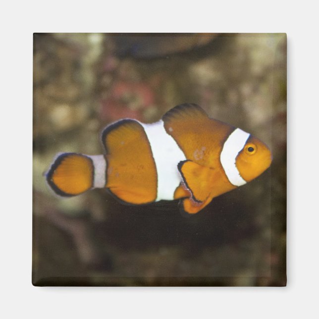 Aimant Ocellaris Clowfish (Devant)