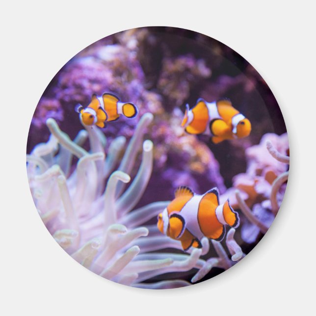 Aimant Ocellaris clownfish | Amphiprion ocellaris (Devant)
