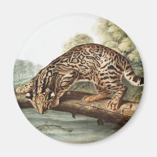 Aimant Ocelot, chat léopard (Felis pardalis) Illustration