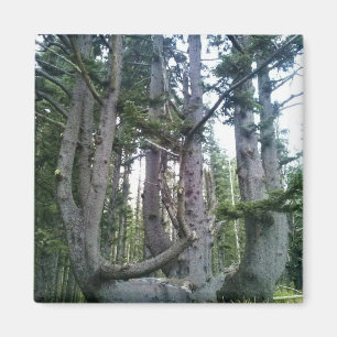 Aimant Octopus Tree, Cape Meares, Oregon