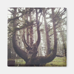 Aimant Octopus Tree, Cape Meares, Oregon