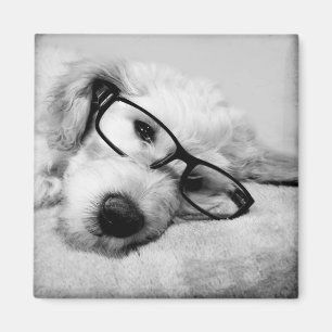 Aimant Odoré Avec Lunettes