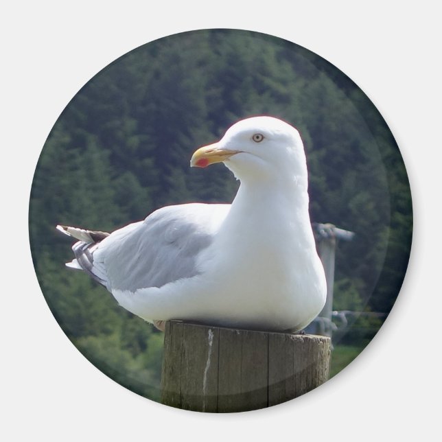 Aimant Œuvre d'art de Goéland au repos sur la côte Photo  (Devant)