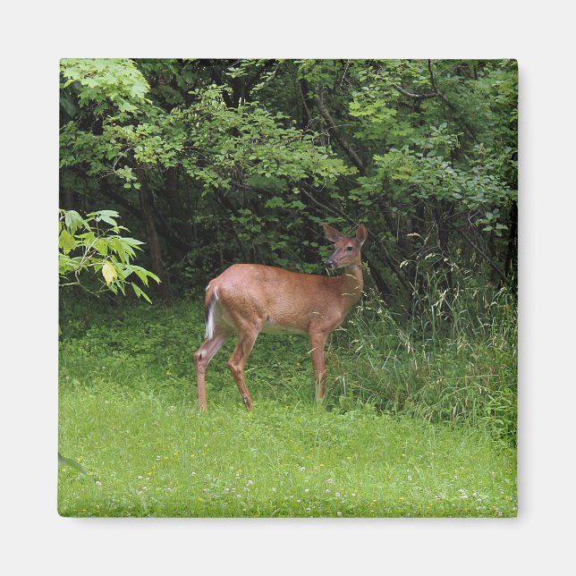 Aimant Oh cerfs communs ! (Devant)