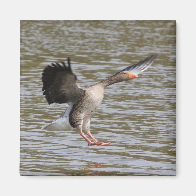 Aimant Oie de Greylag (Devant)