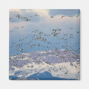 Aimant Oies des neiges pendant la migration printanière