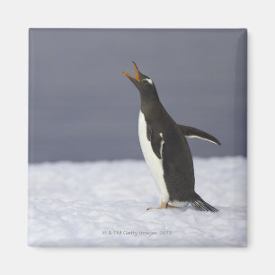 Aimant Oiseau adulte de pingouin de Gentoo (Pygoscelis