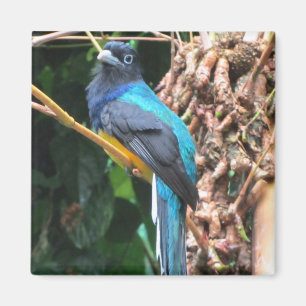 Aimant Oiseau bleu à longue queue