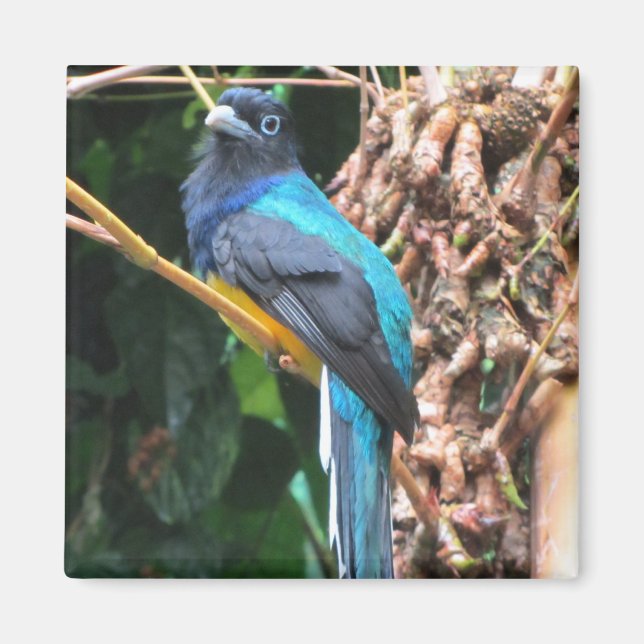 Aimant Oiseau bleu à longue queue (Devant)