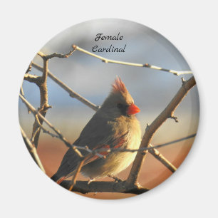 Aimant Oiseau cardinal