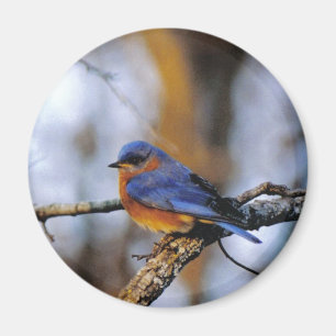 Aimant Oiseau de Missouris