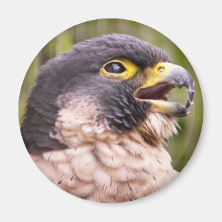 Aimant Oiseau de proie