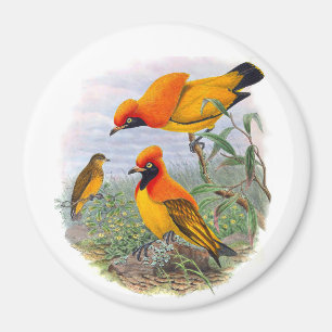 Aimant Oiseau D'Or vintage Du Paradis