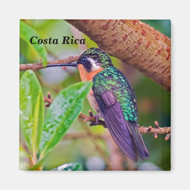 Aimant Oiseau du Costa Rica - Colibri (Devant)