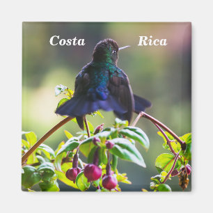 Aimant Oiseau du Costa Rica - Colibri