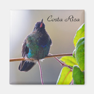 Aimant Oiseau du Costa Rica - Colibri à gorge enflammée