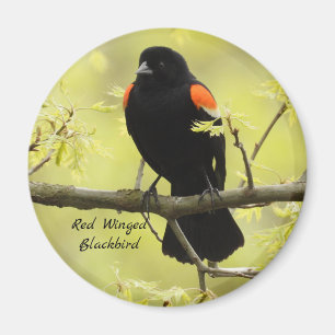 Aimant Oiseau noir à ailes rouges