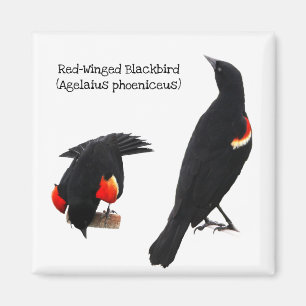 Aimant Oiseau noir à ailes rouges