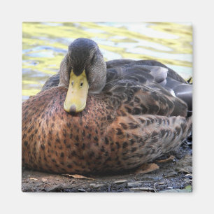 Aimant Oiseaux aquatiques de lac lynx