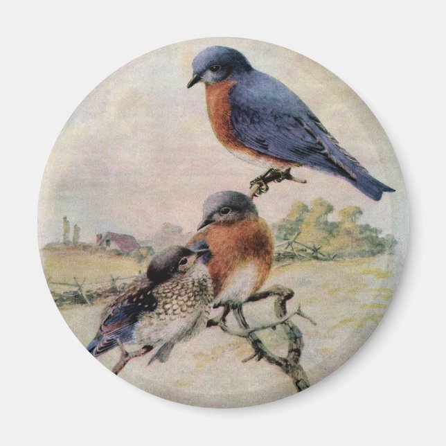 Aimant Oiseaux bleus de l'Est avec bébé (Devant)