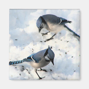 Aimant Oiseaux de Jay Bleu dans la nature des neiges