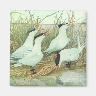 Aimant Oiseaux de rivage vintage dans un marais par Louis