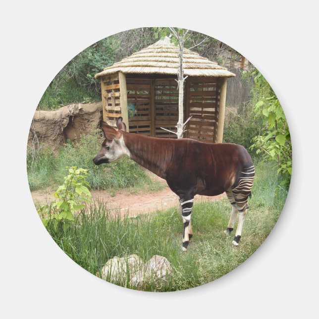 Aimant okapi (Devant)