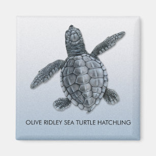 Aimant olive de Hatchling de tortue de mer de