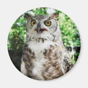 AIMANT "OLLY "L'AIMANT DE HIBOU