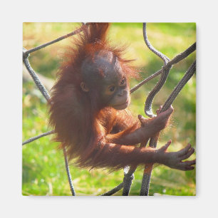 Aimant Orang-outan adorable de bébé